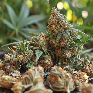 Ceny cudzoziemskich ziół. Ile kosztuje marihuana w Czechach i czy jest legalna? - Legalność i regulacje