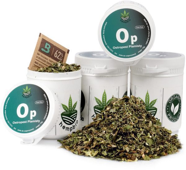 OSTROPEST PLAMISTY do aromaterapii susz zioła trawienie detoks wątroba Ostropest plamisty nasiona: kolekcjonerski susz roślinny, ujęcie z bliska