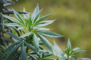 Zespół odstawienny po konopiach – jak rozpoznać, ile trwa i jak skutecznie złagodzić objawy? - Zastosowania medyczne i zdrowotne