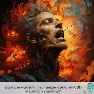 Badacze wyjaśnili mechanizm działania CBD w stanach zapalnych - Badania naukowe