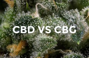 CBG a CBD - Jaka Jest Różnica? - Kannabinoidy i substancje konopne
