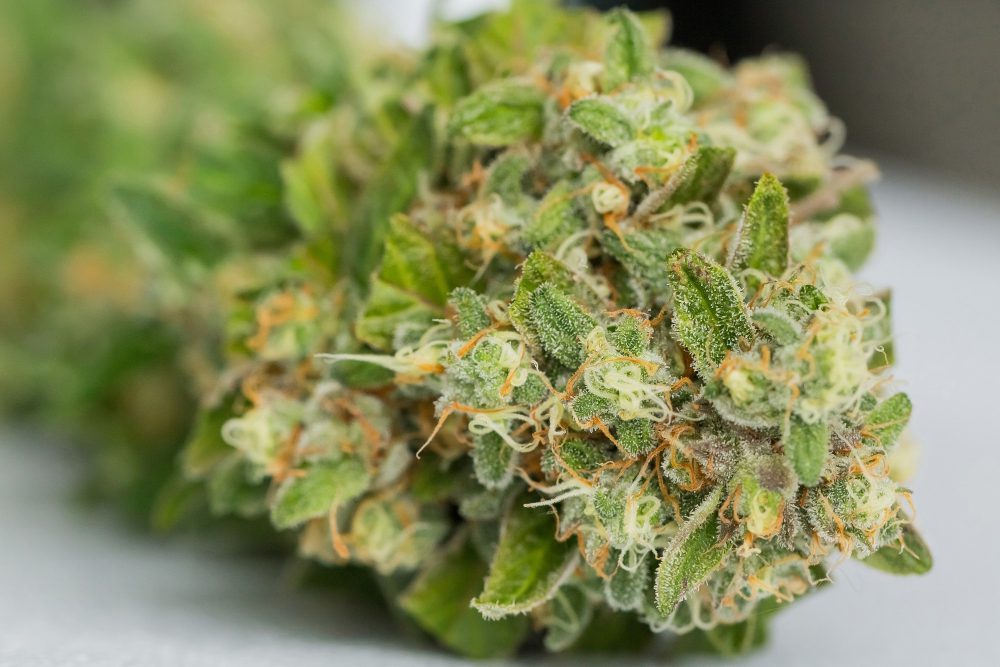 Ile kosztuje gram marihuany? Ceny w aptekach i porównanie 2026 Ile kosztuje gram marihuany? Ceny w aptekach i porównanie 2026 - Medyczna marihuana