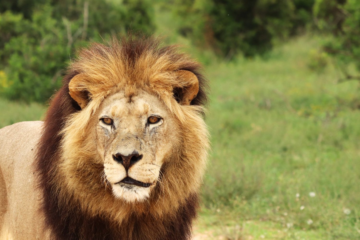 Lion's Mane Benefits: 9 Proven Actions of Hericium 2026 Lion's Mane benefits: 9 proven actions of Hericium 2026 - Adaptogens