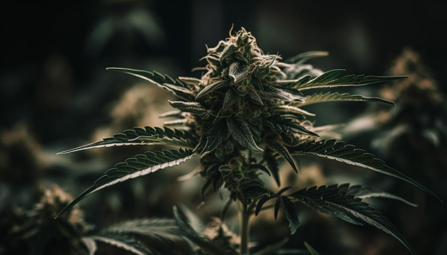 Development of the medical marijuana industry in Poland 2026 - report - News and promotions