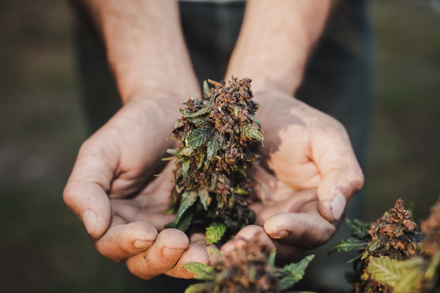 Welche Temperatur ist beim Dampfen die richtige? Der vollständige Leitfaden für 2026 Welche Temperatur ist beim Dampfen die richtige? Der vollständige Leitfaden 2026 – Grundlagen zum Thema Marihuana