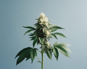 Aktualnie dostępne odmiany medycznej marihuany (luty 2026) - Medyczna marihuana