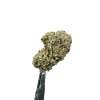 Susz CBD Gorilla Glue 5 g Cannabis Spot — kwiaty konopne dla kolekcjonerów