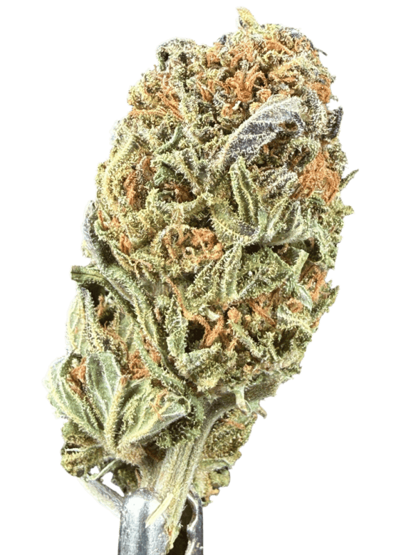 Cannabis Spot Susz konopny Strawberry Haze 5G Susz Strawberry Haze 5 g — ręcznie trymowane kwiatostany konopne z trichomami