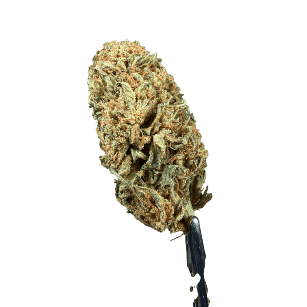 Cannabis Spot susz konopny Lemon Haze 5G Susz Lemon Haze 5 g — ujęcie kwiatostanów konopnych o wyraźnej nucie limonenu
