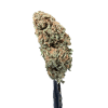 Cannabis Spot Susz Therapy z kannabigerolami 5G Susz konopny Therapy — kwiat z bliska, srebrzyste oszronienie od trichomów