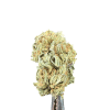 Cannabis Spot Susz konopny Strawberry Haze 5G Strawberry Haze Cannabis Spot — susz konopny 5 g o słodko-truskawkowym profilu