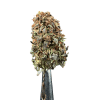 Cannabis Spot susz konopny Jack Herer 5G Susz Jack Herer 5 g — ujęcie topek o sosnowo-przyprawowym profilu terpenowym