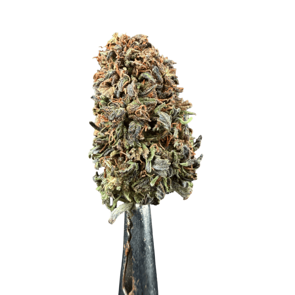 Cannabis Spot susz konopny Jack Herer 5G Susz Jack Herer 5 g — ujęcie topek o sosnowo-przyprawowym profilu terpenowym
