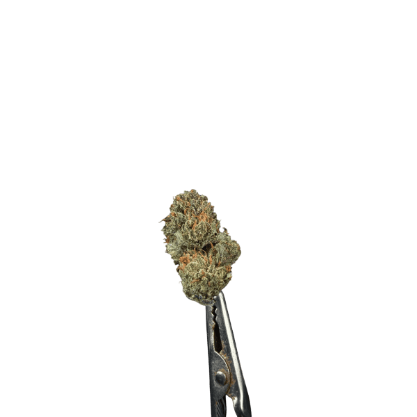 Susz CBD Gorilla Glue 5 g — ujęcie topek o gęsto żywicznym profilu terpenowym