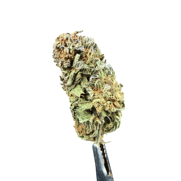 Cannabis Spot susz konopny Lemon Haze 5G Susz Lemon Haze — kwiaty konopne o intensywnie cytrynowym profilu, ujęcie z bliska