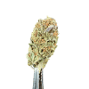 Cannabis Spot Susz konopny Strawberry Haze 5G Susz Strawberry Haze — kwiat konopny z bliska, pomarańczowe włoski