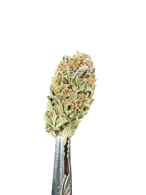 Cannabis Spot Susz konopny Strawberry Haze 5G Susz Strawberry Haze — kwiat konopny z bliska, pomarańczowe włoski