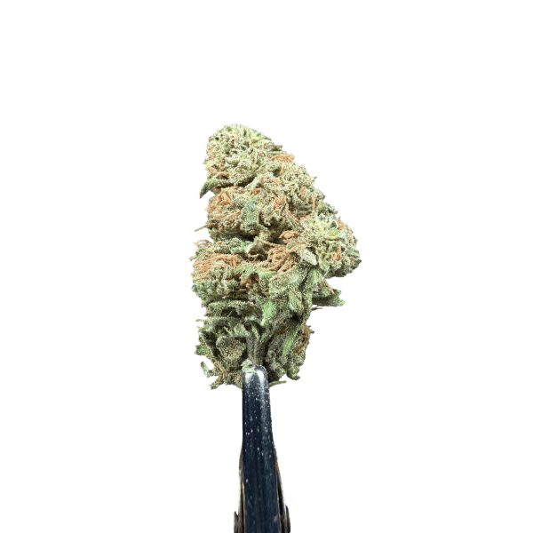 Cannabis Spot Susz Therapy z kannabigerolami 5G Susz konopny Therapy — kwiaty odmiany o kwiatowo-siankowym profilu