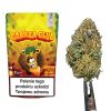 Susz CBD Gorilla Glue Cannabis Spot 5 g — kolekcjonerski susz konopny w opakowaniu