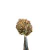 Cannabis Spot susz konopny Jack Herer 5G Susz Jack Herer — zwarte topki konopne z fioletowymi odcieniami i pomarańczowymi włoskami