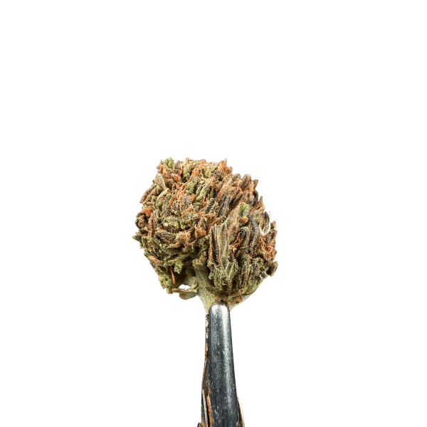 Cannabis Spot susz konopny Jack Herer 5G Susz Jack Herer — zwarte topki konopne z fioletowymi odcieniami i pomarańczowymi włoskami