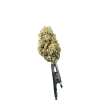 Cannabis Spot Susz Therapy z kannabigerolami 5G Susz konopny Therapy 5 g — ujęcie kwiatostanów o ziołowo-świeżym profilu