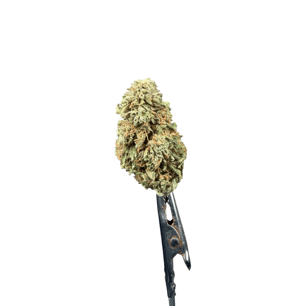 Cannabis Spot Susz Therapy z kannabigerolami 5G Susz konopny Therapy 5 g — ujęcie kwiatostanów o ziołowo-świeżym profilu