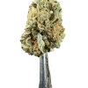 Cannabis Spot Susz konopny Strawberry Haze 5G Susz Strawberry Haze — jasnozielone topki konopne oszronione trichomami