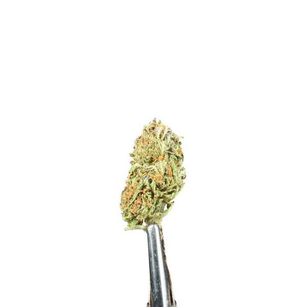 Cannabis Spot Hanfblüten Amnesia Haze 5G Amnesia Haze Herb – Nahaufnahme der Cannabisblüte, orange-goldene Härchen und Harz