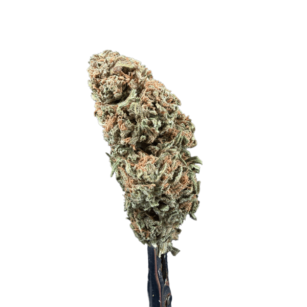 Cannabis Spot Susz Therapy z kannabigerolami 5G Susz konopny Therapy — masywne, zwarte topki konopne o jasnej barwie