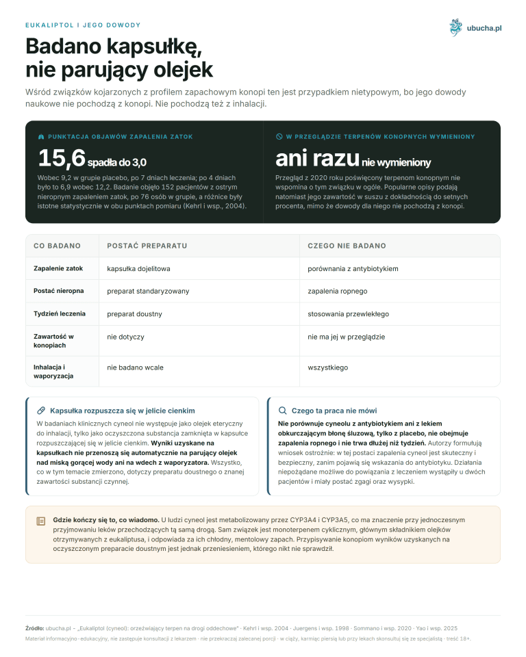 Eukaliptol (cyneol): orzeźwiający terpen na drogi oddechowe Eukaliptol i jego dowody - Badano kapsułkę, nie parujący olejek