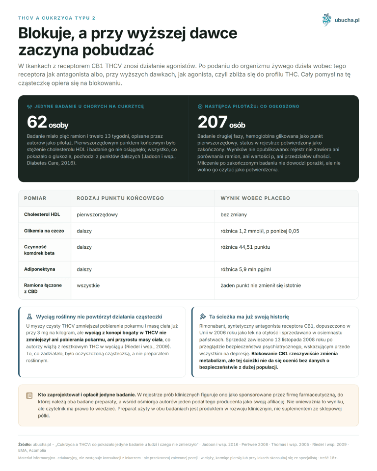Cukrzyca a THCV: co pokazało jedyne badanie u ludzi i czego nie zmierzyło THCV a cukrzyca typu 2 - Blokuje, a przy wyższej dawce zaczyna pobudzać