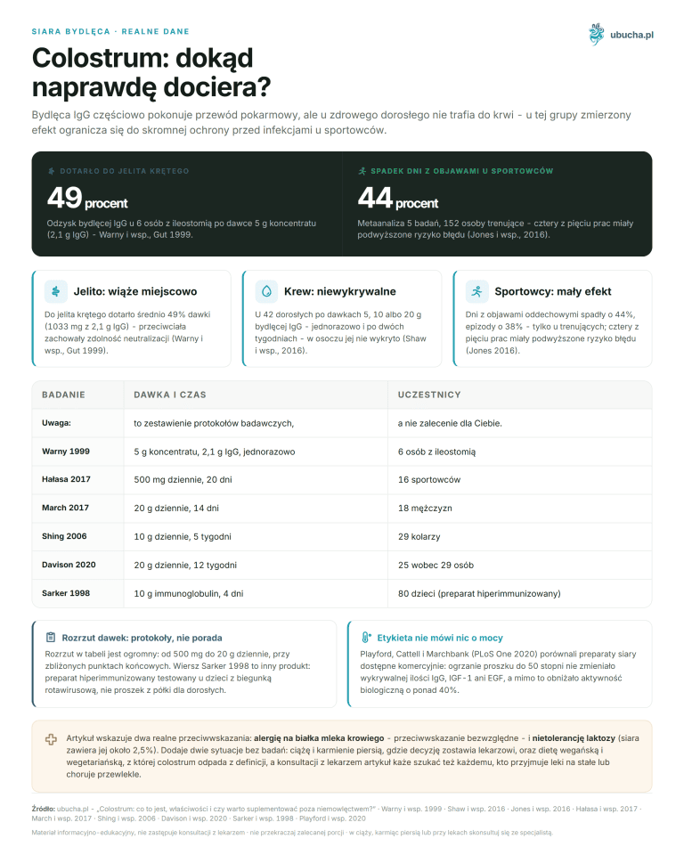 Colostrum: co to jest, właściwości i czy warto suplementować poza niemowlęctwem? Siara bydlęca, Realne dane - Colostrum: dokąd naprawdę dociera?