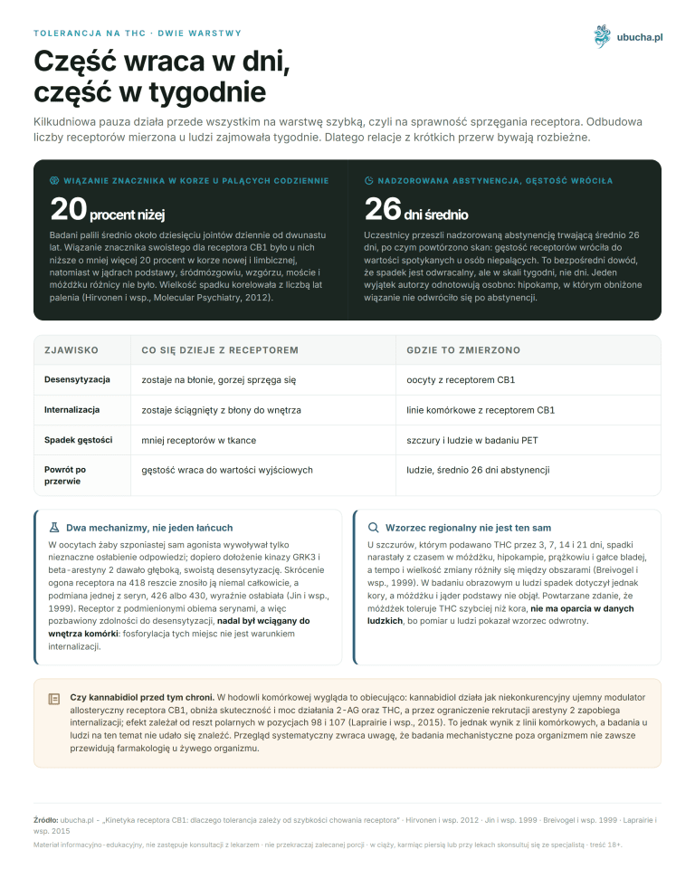 Kinetyka receptora CB1: dlaczego tolerancja zależy od szybkości chowania receptora Tolerancja na THC, Dwie warstwy - Część wraca w dni, część w tygodnie