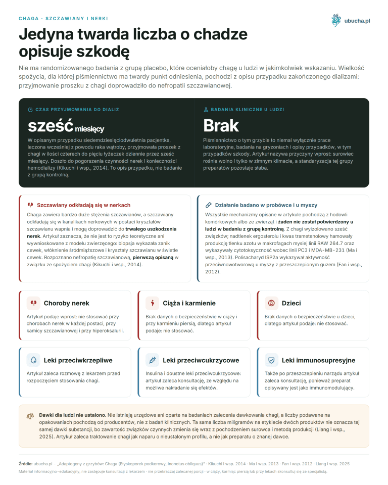 Adaptogeny z grzybów: Chaga (Błyskoporek podkorowy, Inonotus obliquus) Chaga, Szczawiany i nerki - Jedyna twarda liczba o chadze opisuje szkodę