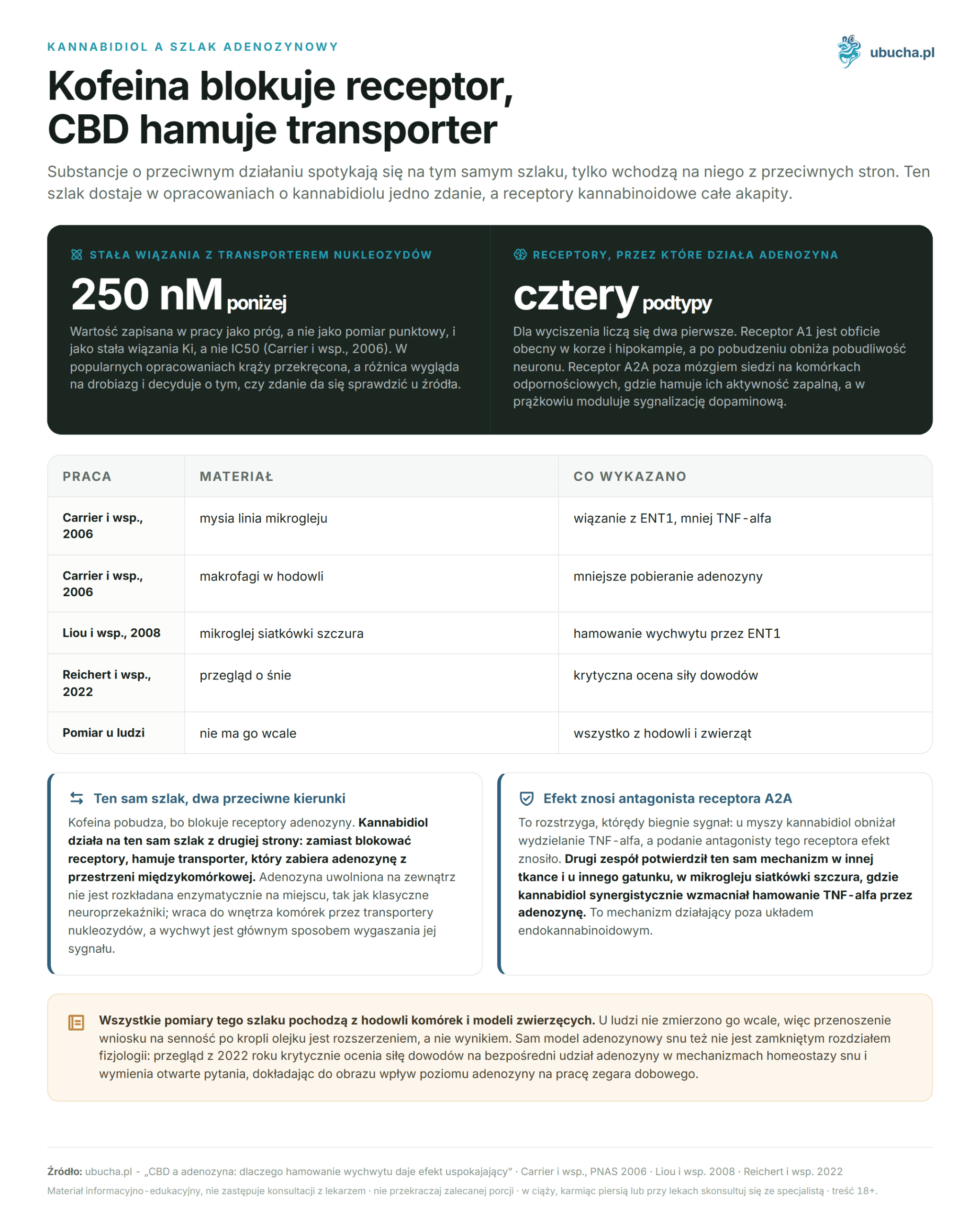 CBD and Adenosine: Why Inhibition of Reuptake Provides a Calming Effect Kannabidiol a szlak adenozynowy - Kofeina blokuje receptor, CBD hamuje transporter