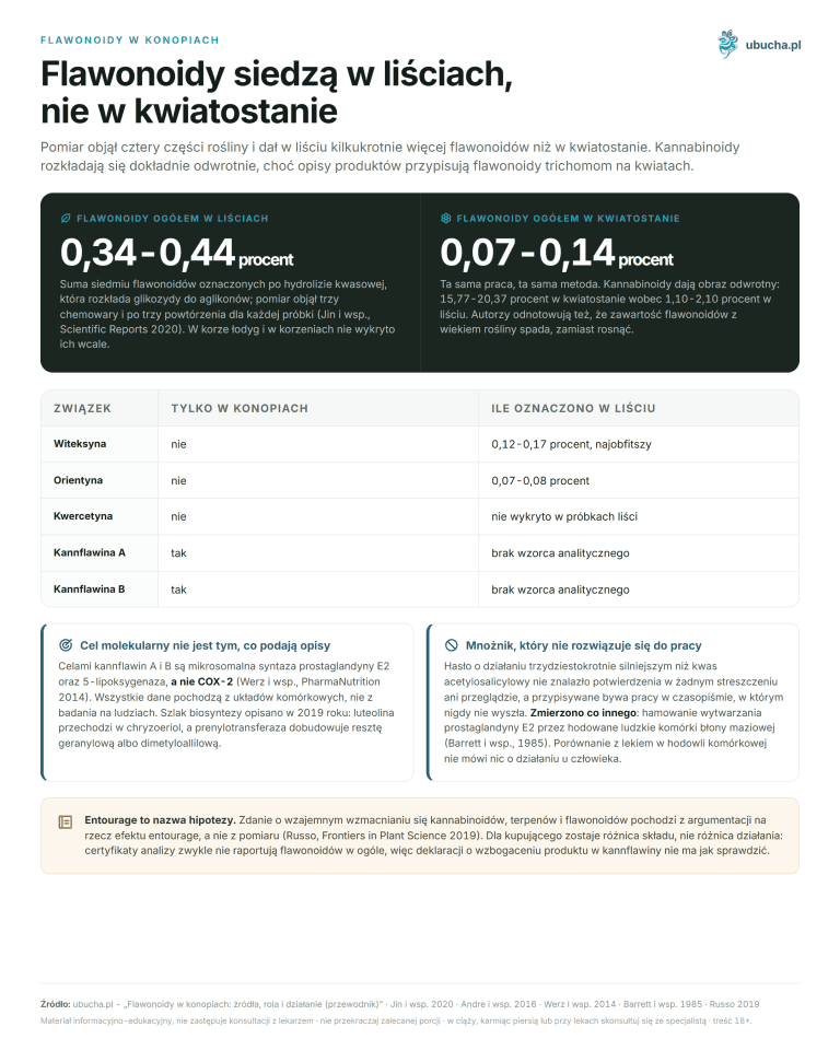 Flavonoide in Cannabis: Quellen, Rolle und Wirkung (Leitfaden) Flavonoide in Hanf - Flavonoide sitzen in den Blättern, nicht in der Blüte