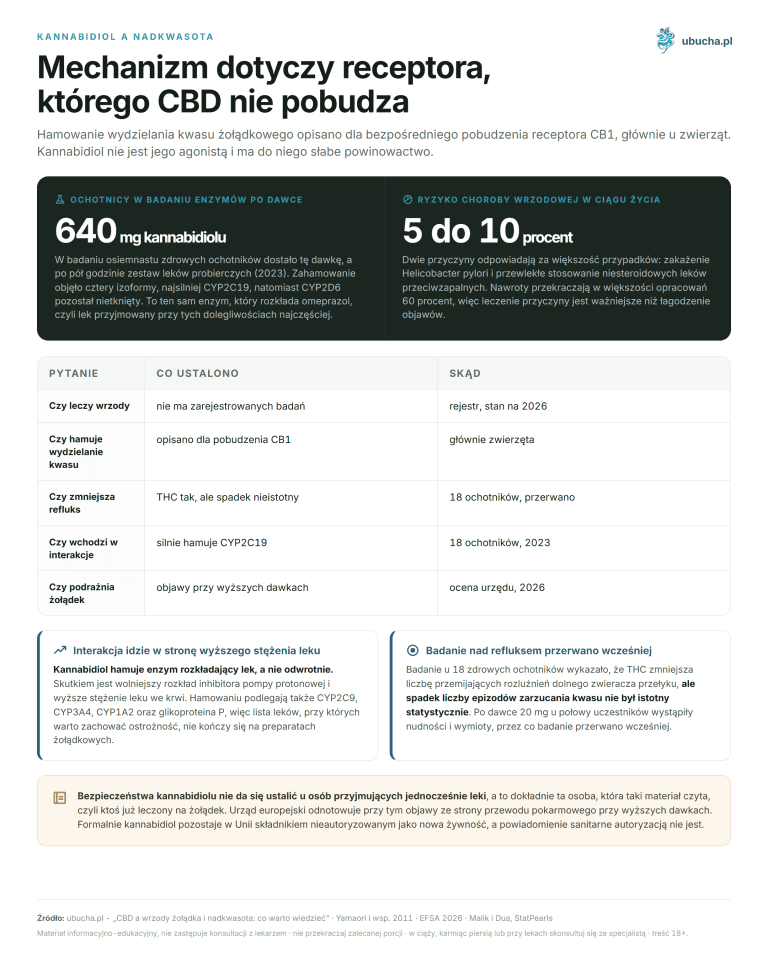 Kannabidiol a nadkwasota - Mechanizm dotyczy receptora, którego CBD nie pobudza