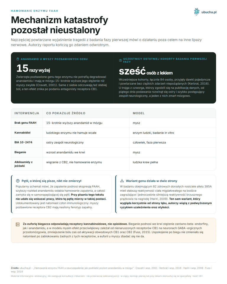Hamowanie enzymu FAAH a neurozapalenie: jak podnieść poziom anandamidu w mózgu Hamowanie enzymu FAAH - Mechanizm katastrofy pozostał nieustalony