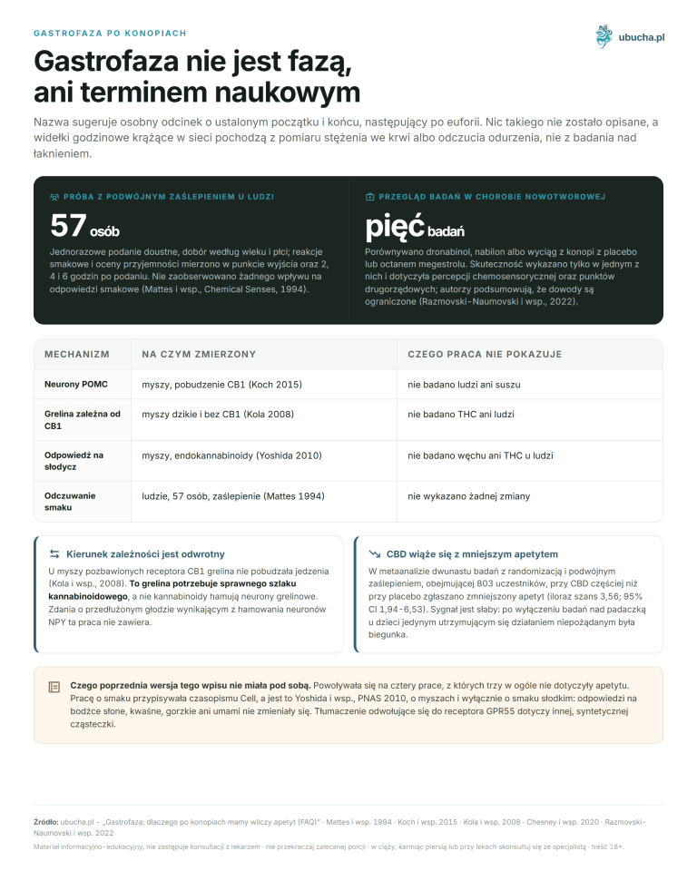 Gastrofaza: dlaczego po konopiach mamy wilczy apetyt (FAQ) Gastrofaza po konopiach - Gastrofaza nie jest fazą, ani terminem naukowym