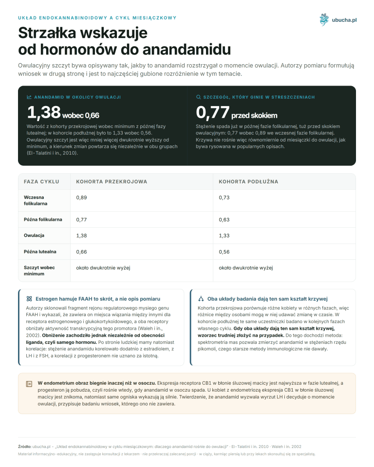 Das Endocannabinoid-System im Menstruationszyklus: warum Anandamid bis zum Eisprung ansteigt Endocannabinoid-System und Menstruationszyklus - Der Pfeil zeigt von Hormonen zu Anandamid