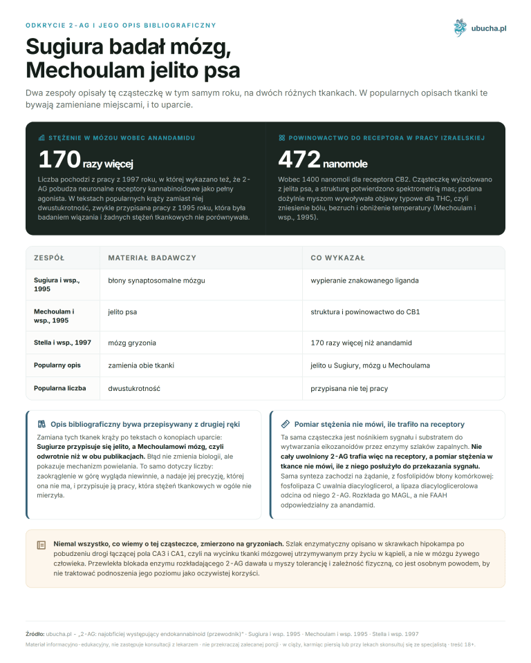 Odkrycie 2-AG i jego opis bibliograficzny - Sugiura badał mózg, Mechoulam jelito psa