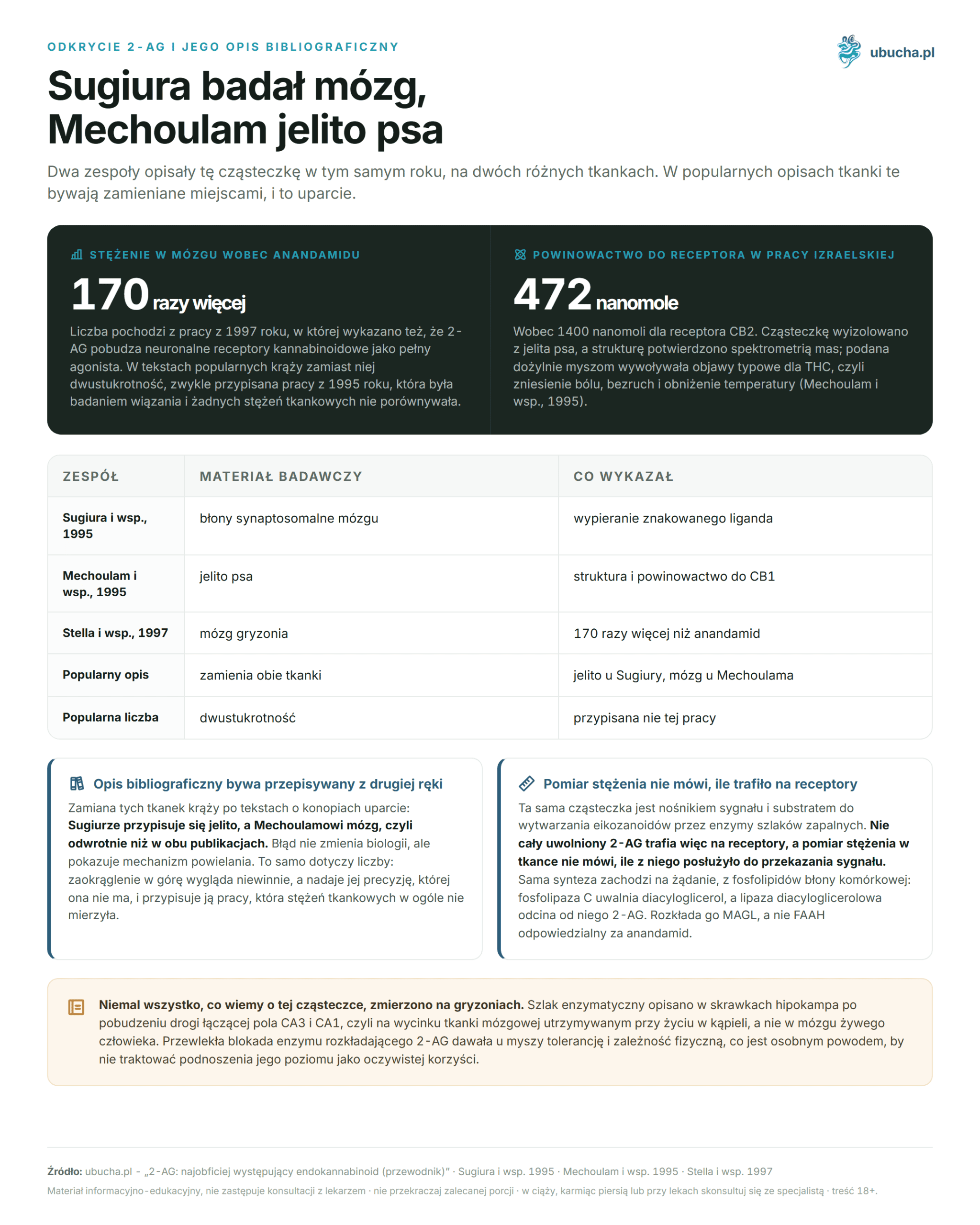 2-AG: der am häufigsten vorkommende Endocannabinoid (Leitfaden) Odkrycie 2-AG i jego opis bibliograficzny - Sugiura badał mózg, Mechoulam jelito psa