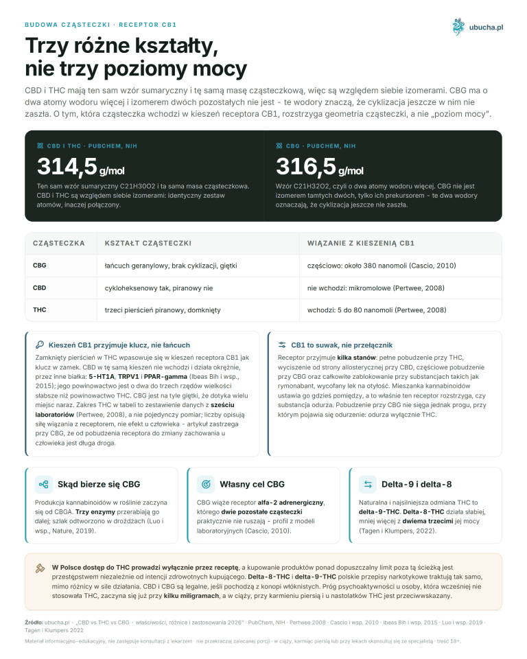 CBD vs THC vs CBG - properties, differences, and applications 2026 Budowa cząsteczki, Receptor CB1 - Trzy różne kształty, nie trzy poziomy mocy
