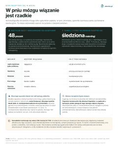 Mapa receptora CB1 w mózgu - W pniu mózgu wiązanie jest rzadkie