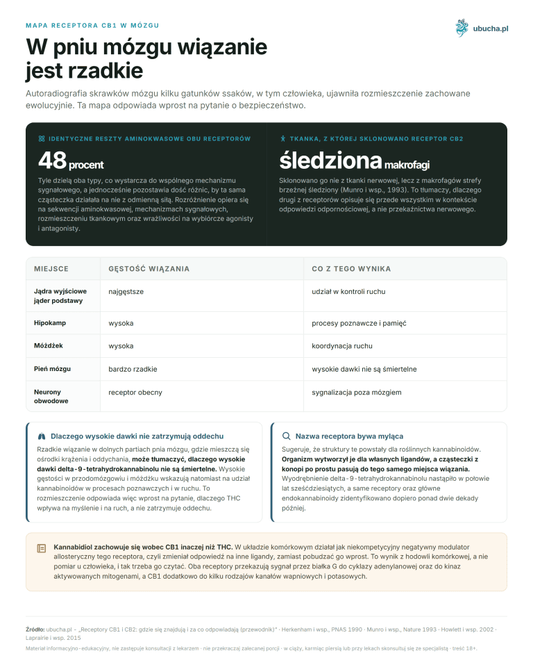 Mapa receptora CB1 w mózgu - W pniu mózgu wiązanie jest rzadkie