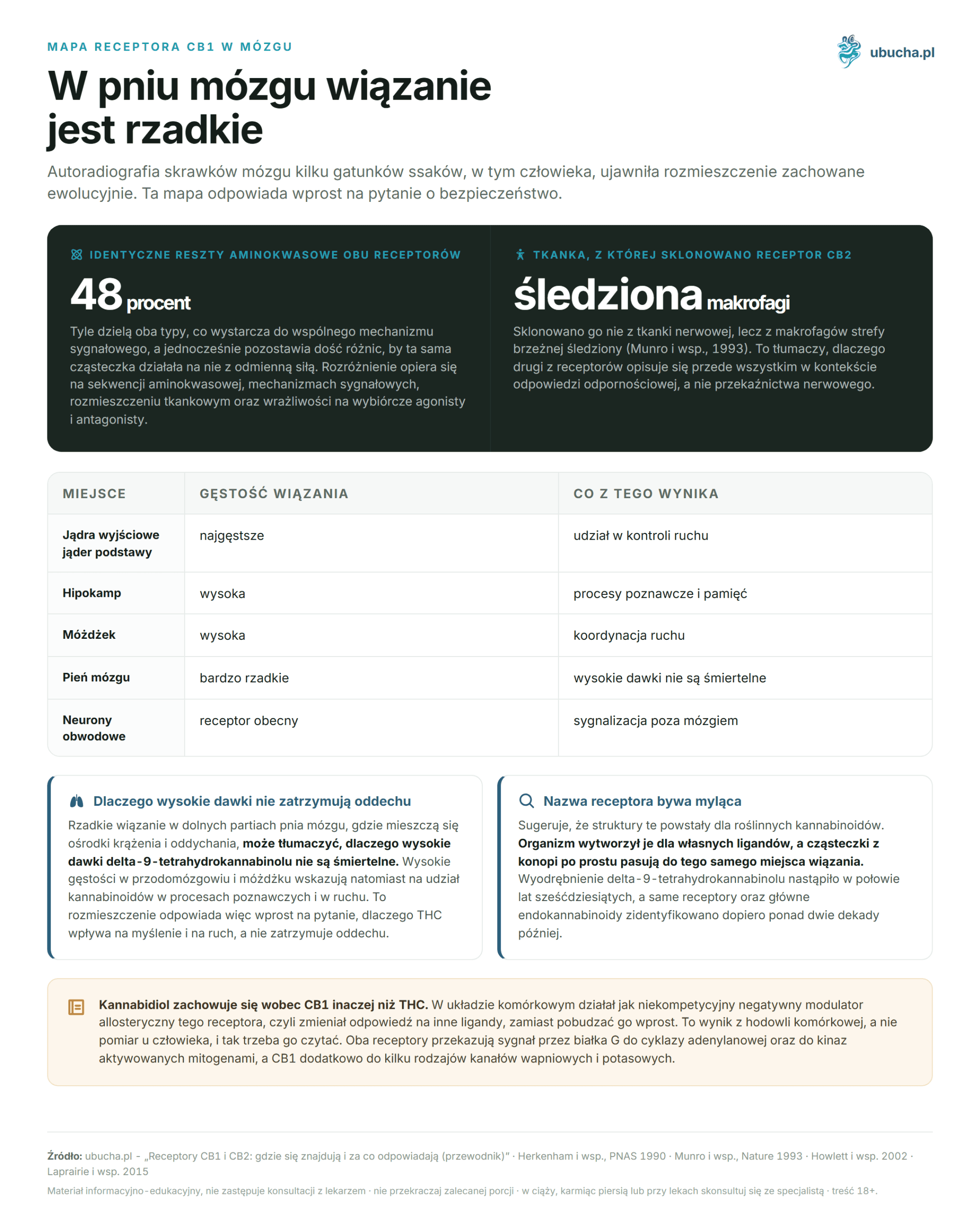 CB1- und CB2-Rezeptoren: Wo sie sich befinden und wofür sie verantwortlich sind (Leitfaden) Mapa receptora CB1 w mózgu - W pniu mózgu wiązanie jest rzadkie