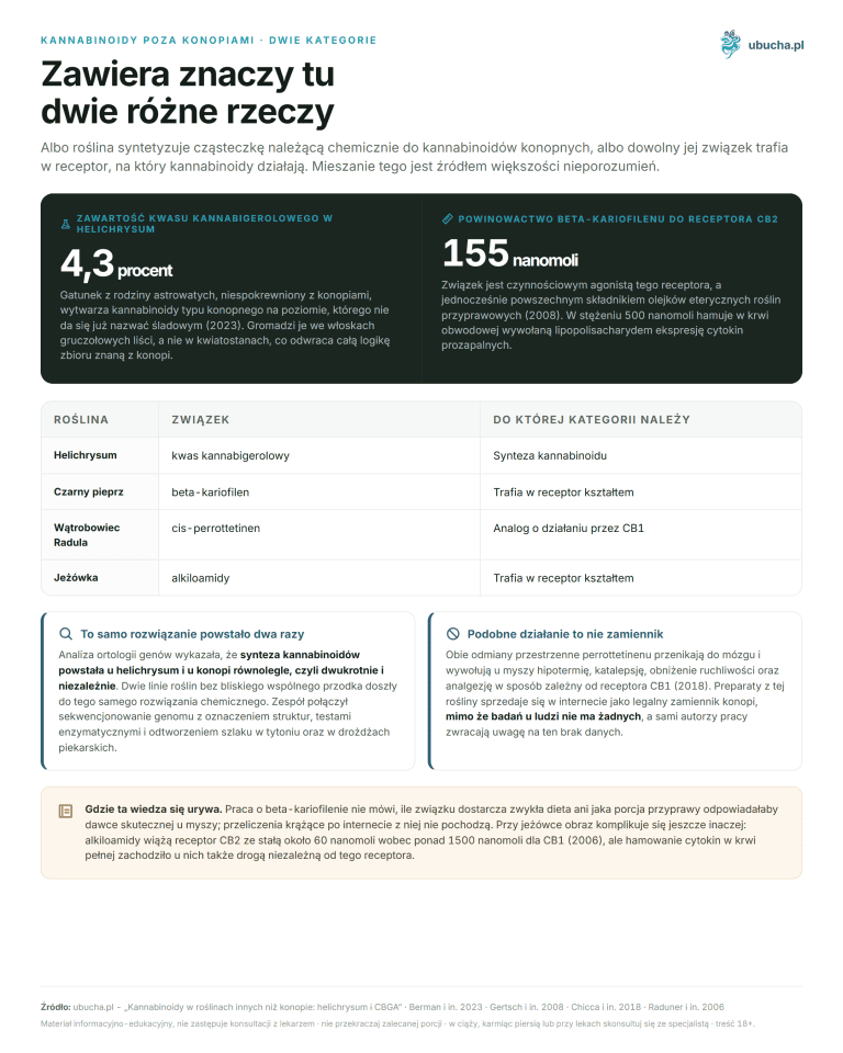 Kannabinoidy w roślinach innych niż konopie: helichrysum i CBGA Kannabinoidy poza konopiami, Dwie kategorie - Zawiera znaczy tu dwie różne rzeczy