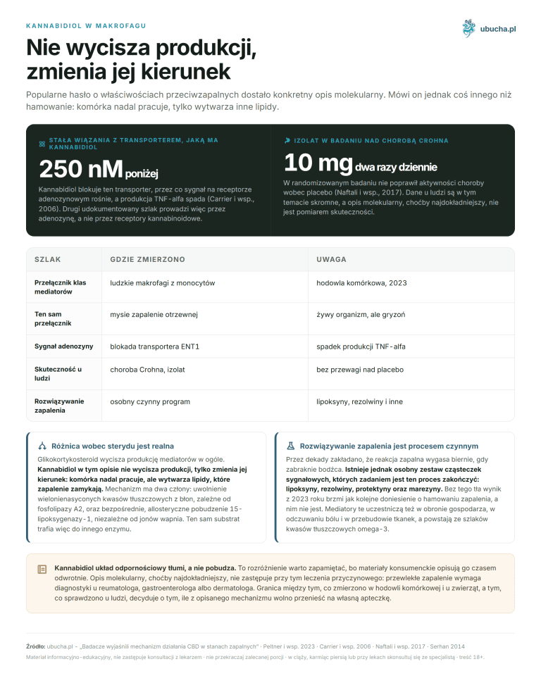 Kannabidiol w makrofagu - Nie wycisza produkcji, zmienia jej kierunek
