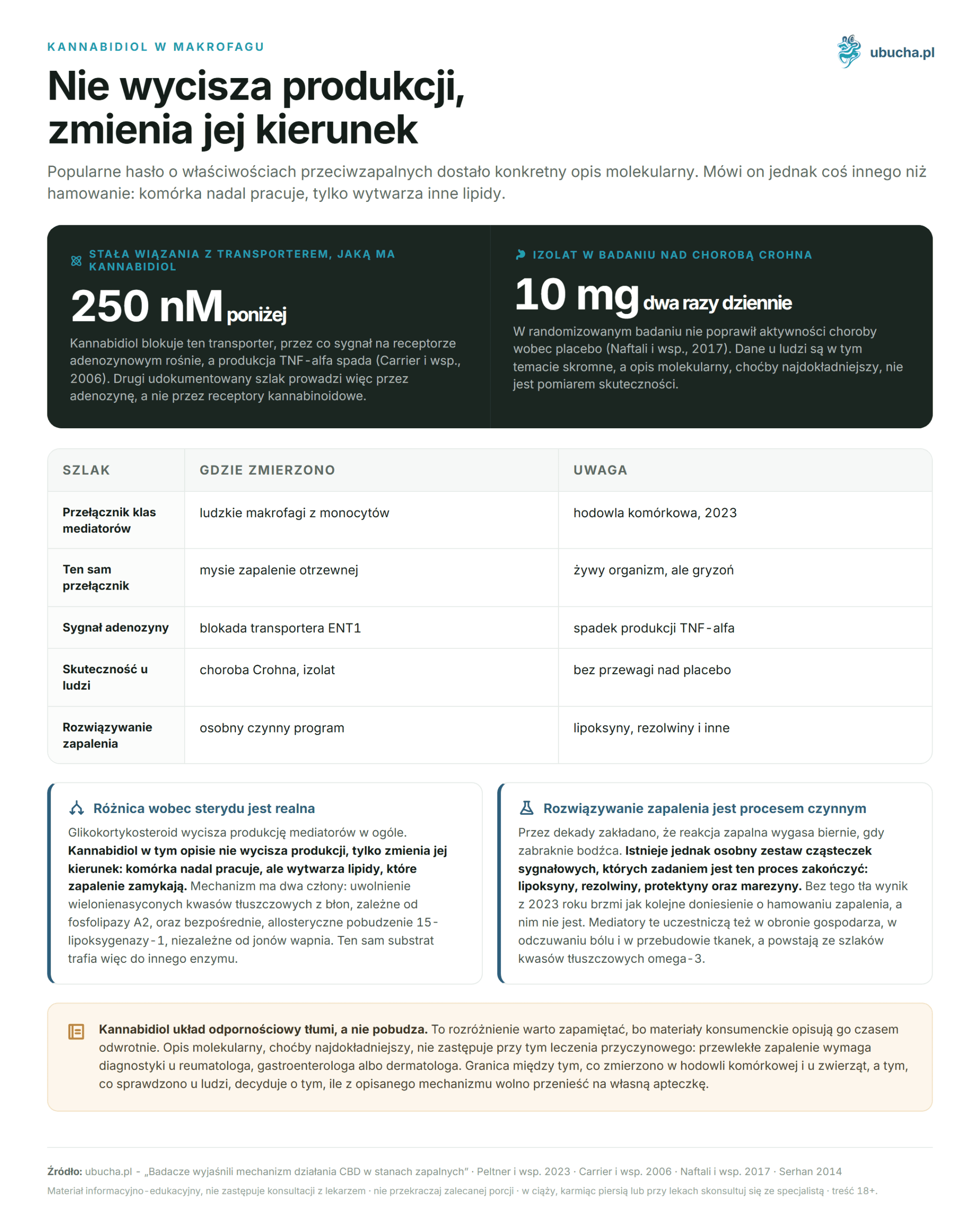 Forscher erklärten den Wirkmechanismus von CBD bei Entzündungen Kannabidiol w makrofagu - Nie wycisza produkcji, zmienia jej kierunek